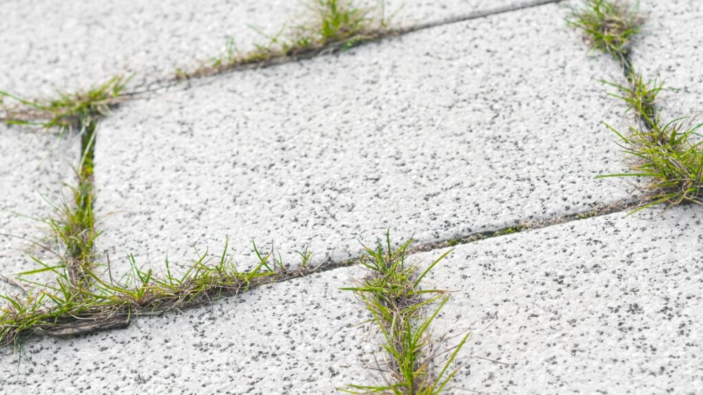 Hoe tuinexperts hun tegels goedkoop beschermen tegen onkruid