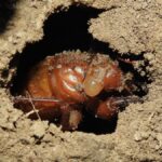 Deze insecten zijn terug na 17 jaar onder de grond en hun gezang evenaart het geluid van een motor