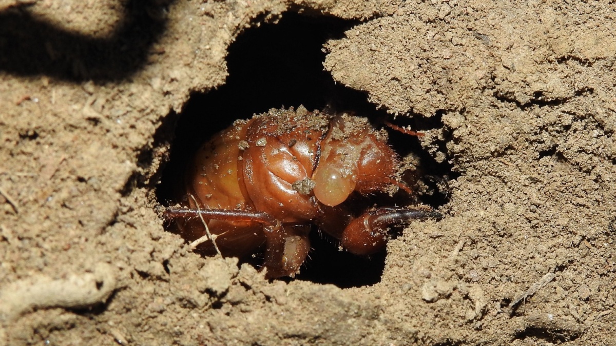Deze insecten zijn terug na 17 jaar onder de grond en hun gezang evenaart het geluid van een motor