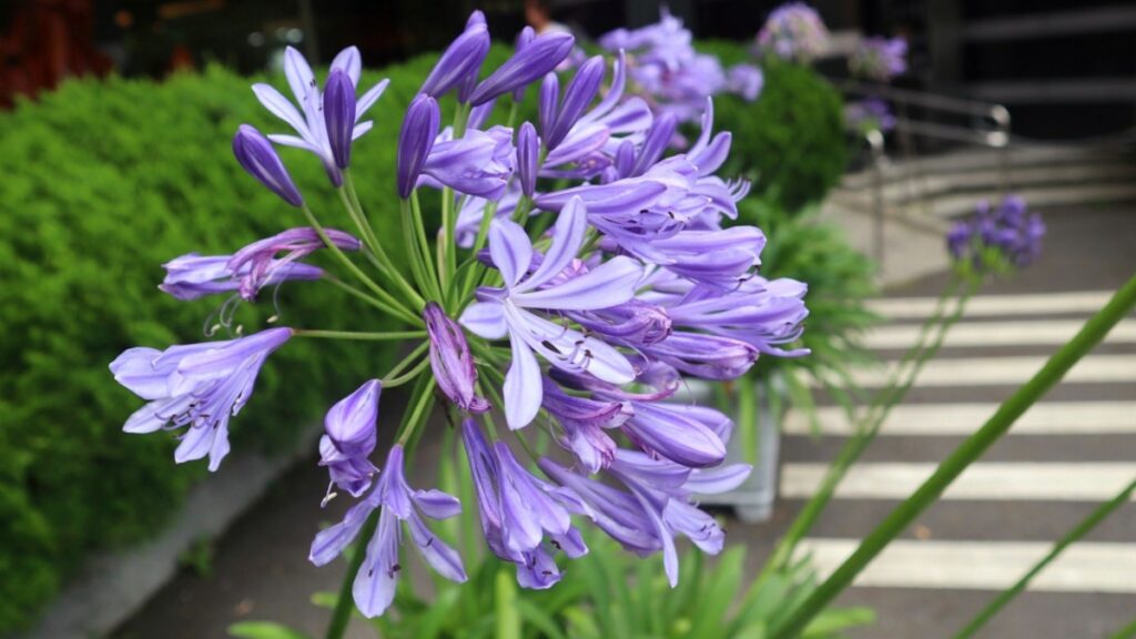 Krijg prachtige agapanthus met de tijdloze tips van deze oma