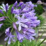 Krijg prachtige agapanthus met de tijdloze tips van deze oma