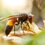 Nederlandse tuiniers maken zich zorgen, deze plant trekt insecten aan, met name de gevreesde Aziatische hoornaars