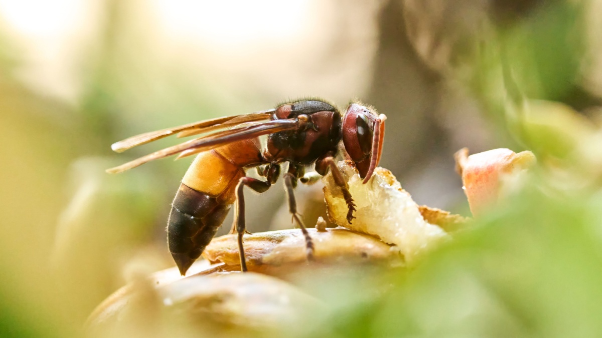 Nederlandse tuiniers maken zich zorgen, deze plant trekt insecten aan, met name de gevreesde Aziatische hoornaars