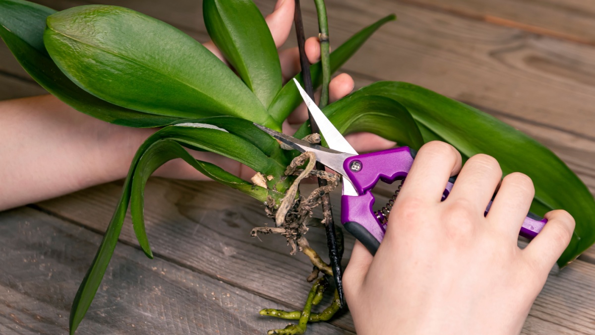 Orchideeënwortels: kan je die snijden die uit de pot komen