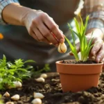 In Nederland stoppen professionele tuiniers een teentje knoflook in hun bloempotten om hun planten te beschermen