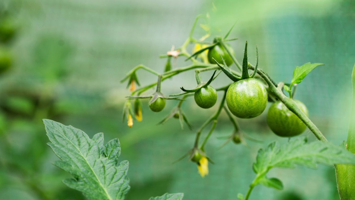Als je tomaten beginnen te bloeien, volg dan deze 7 cruciale stappen voor een overvloedige oogst