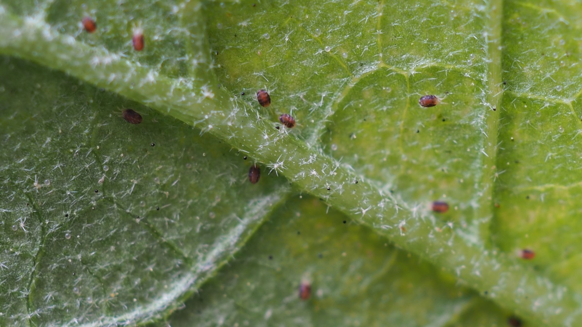 Hoe je effectief van de rode spinnen in de tuin afkomt