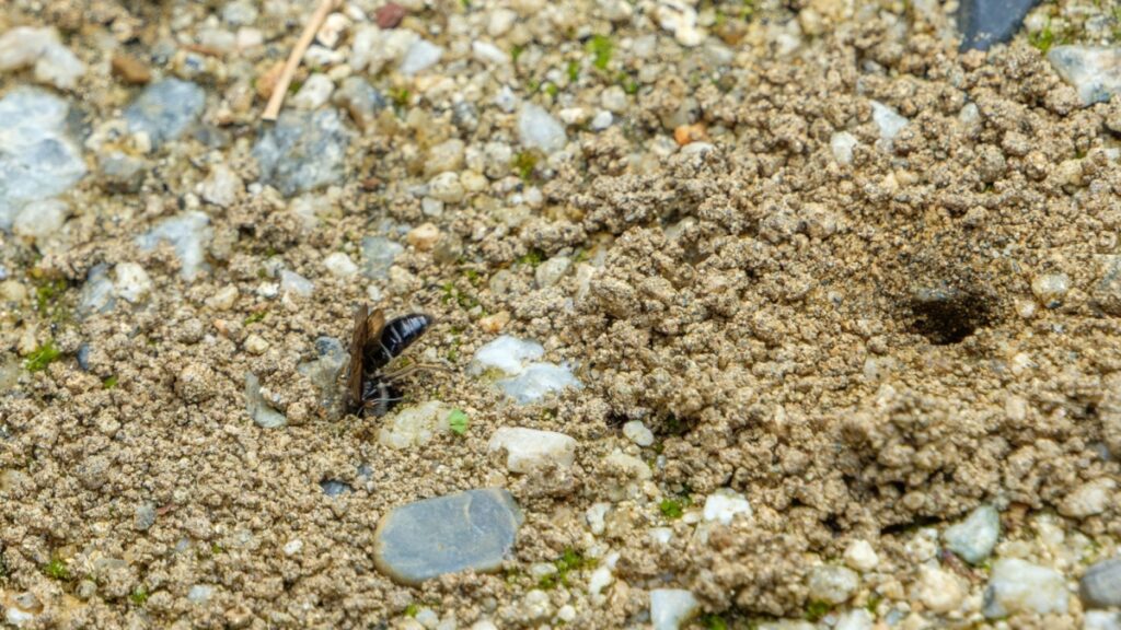 Wat deze mysterieuze gaten in je tuin onthullen kan je wel eens verbazen (en het zijn geen ongedierte)