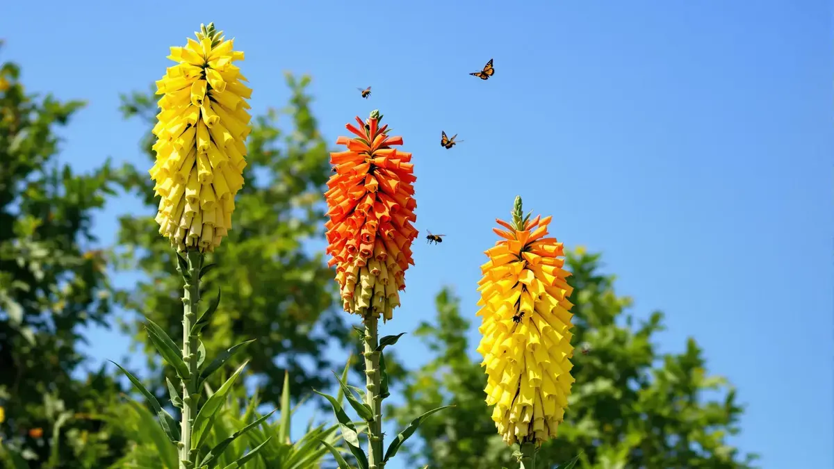 Plant nu deze onbekende bloem die in juli je tuin zal verlichten met zijn stralende kleuren