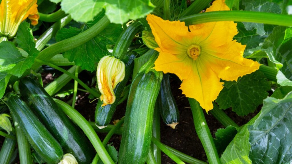 Wanneer en hoe deze handeling te verrichten voor een overvloed aan courgettes deze zomer