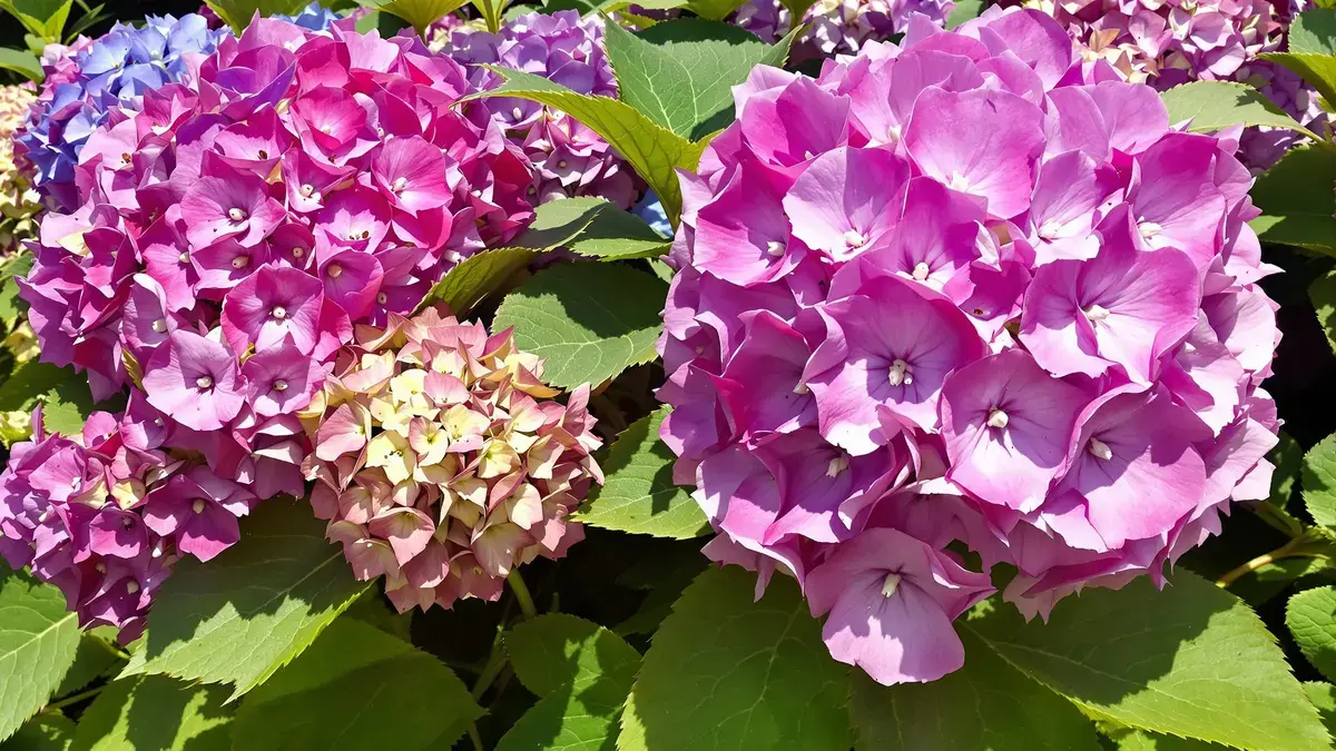 Effectieve oplossingen om de kleur van je hortensia’s snel te vernieuwen