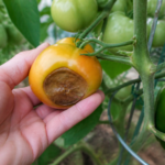 Apexnecrose: oorzaken, symptomen en oplossingen voor tomaten en vruchtgroenten