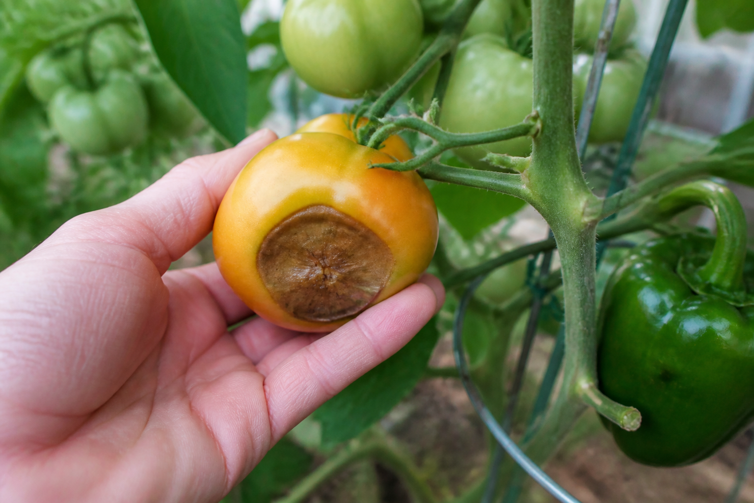 Apexnecrose: oorzaken, symptomen en oplossingen voor tomaten en vruchtgroenten
