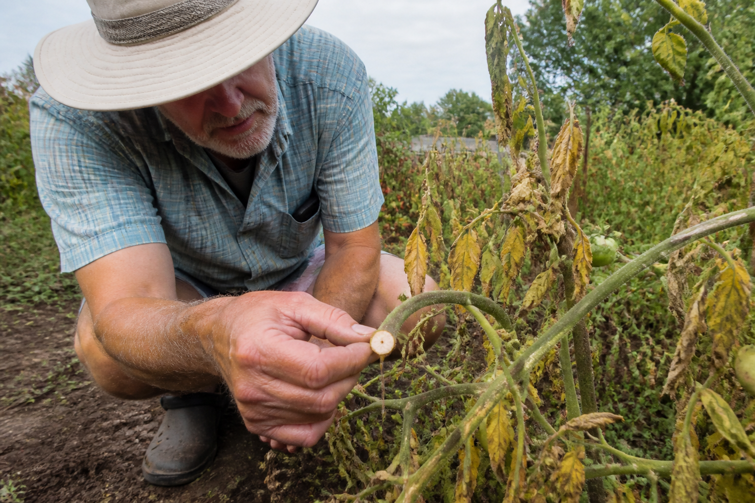 Bacteri&euml;le verwelking: symptomen, gevoelige planten en bestrijdingsmethoden