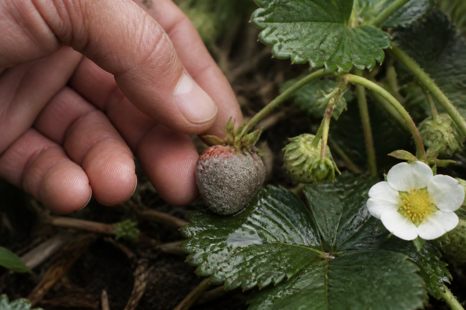 Botrytis: zo bestrijd je grijsrot bij planten