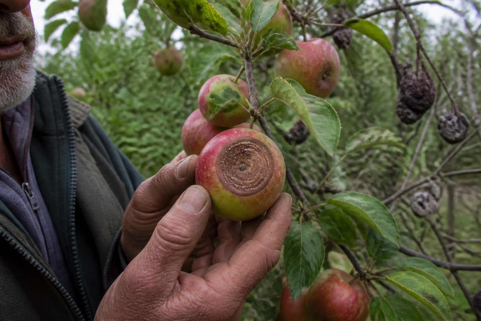 Bruinrot van fruit: symptomen, oorzaken en preventieve behandelingen