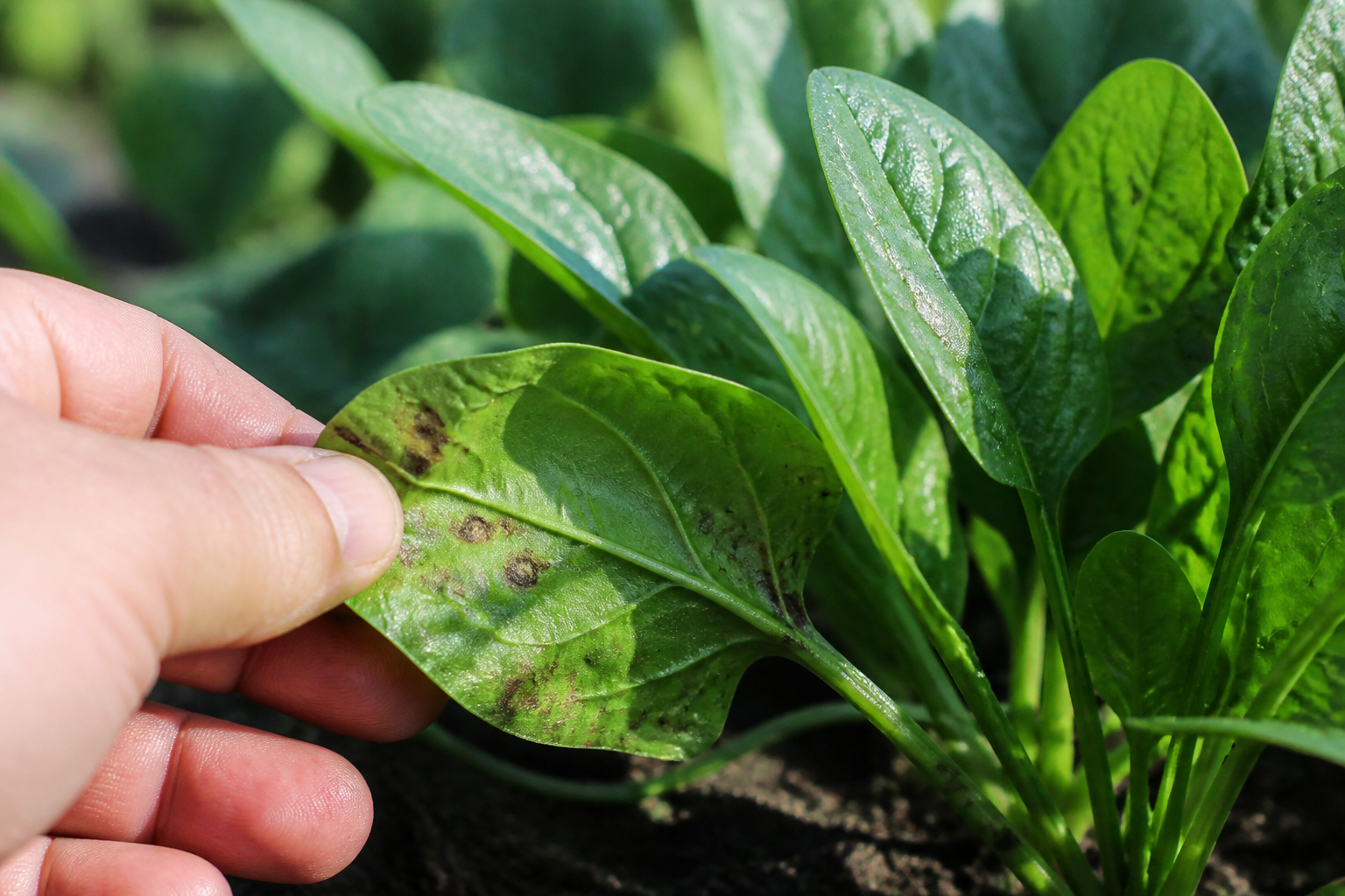Cercosporiose bij planten: bladvlekken herkennen en effectief bestrijden