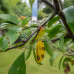 Coryneum of schotziekte: herken de gaten in bladeren en behandel fruitbomen