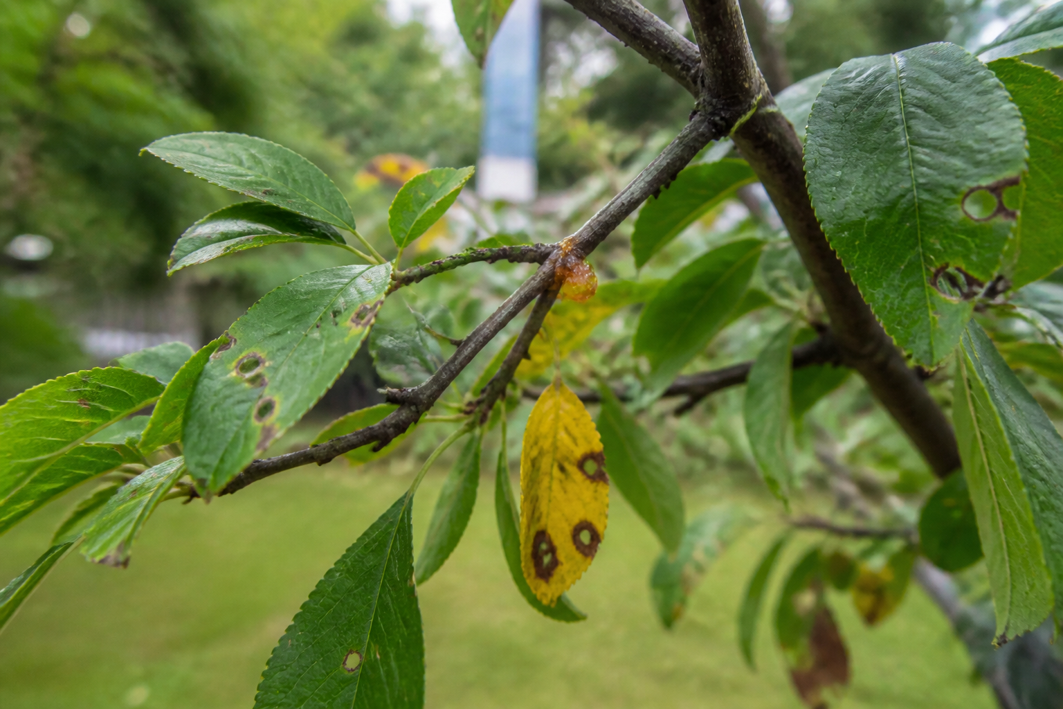 Coryneum of schotziekte: herken de gaten in bladeren en behandel fruitbomen