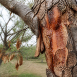 Cytosporiose herkennen bij bomen en schade beperken