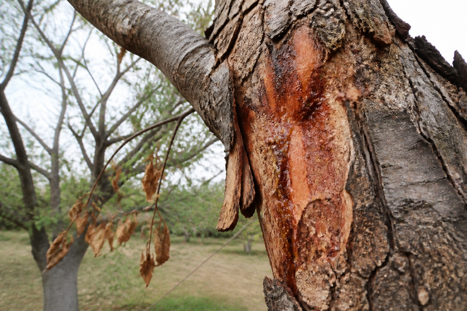 Cytosporiose herkennen bij bomen en schade beperken