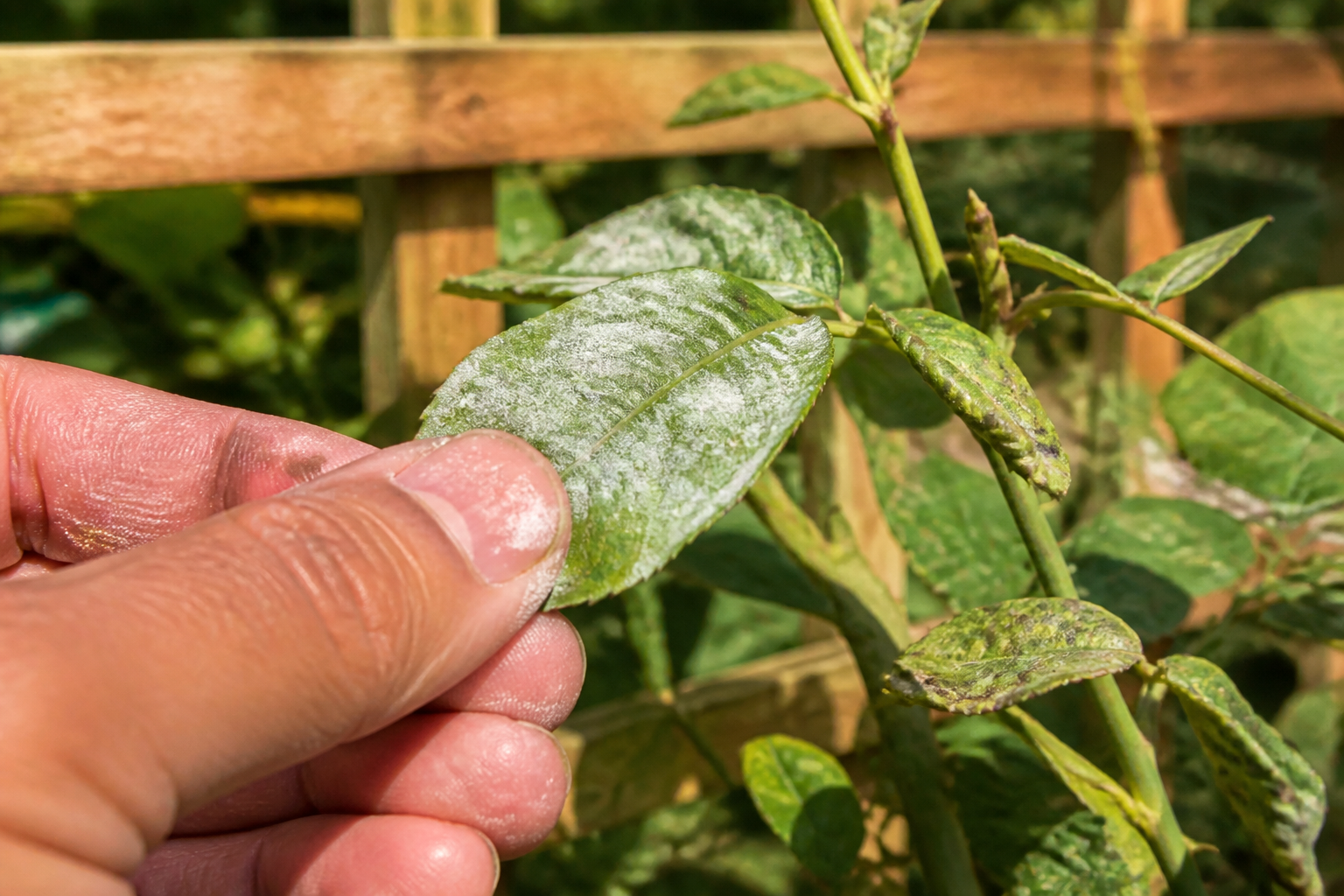 Echte meeldauw op planten: symptomen, oorzaken en natuurlijke of preventieve behandelingen