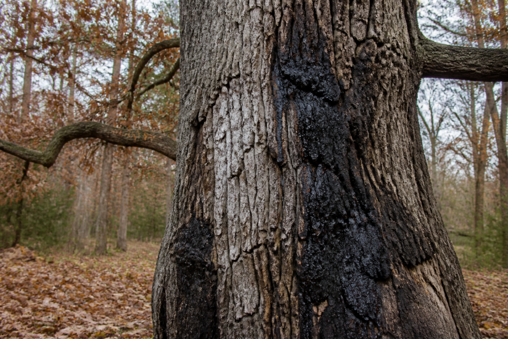 Eikeninkt: symptomen, oorzaken en risico's voor bomen