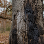 Eikeninkt: symptomen, oorzaken en risico's voor bomen