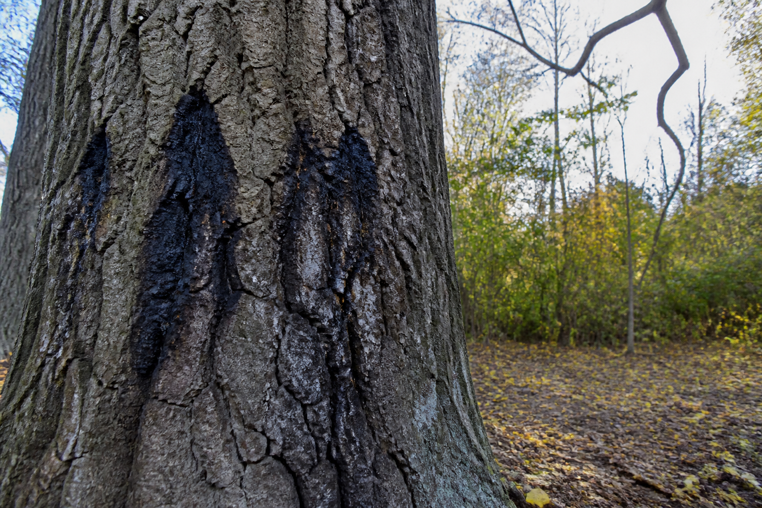 Eikeninkt: symptomen, oorzaken en risico's voor bomen