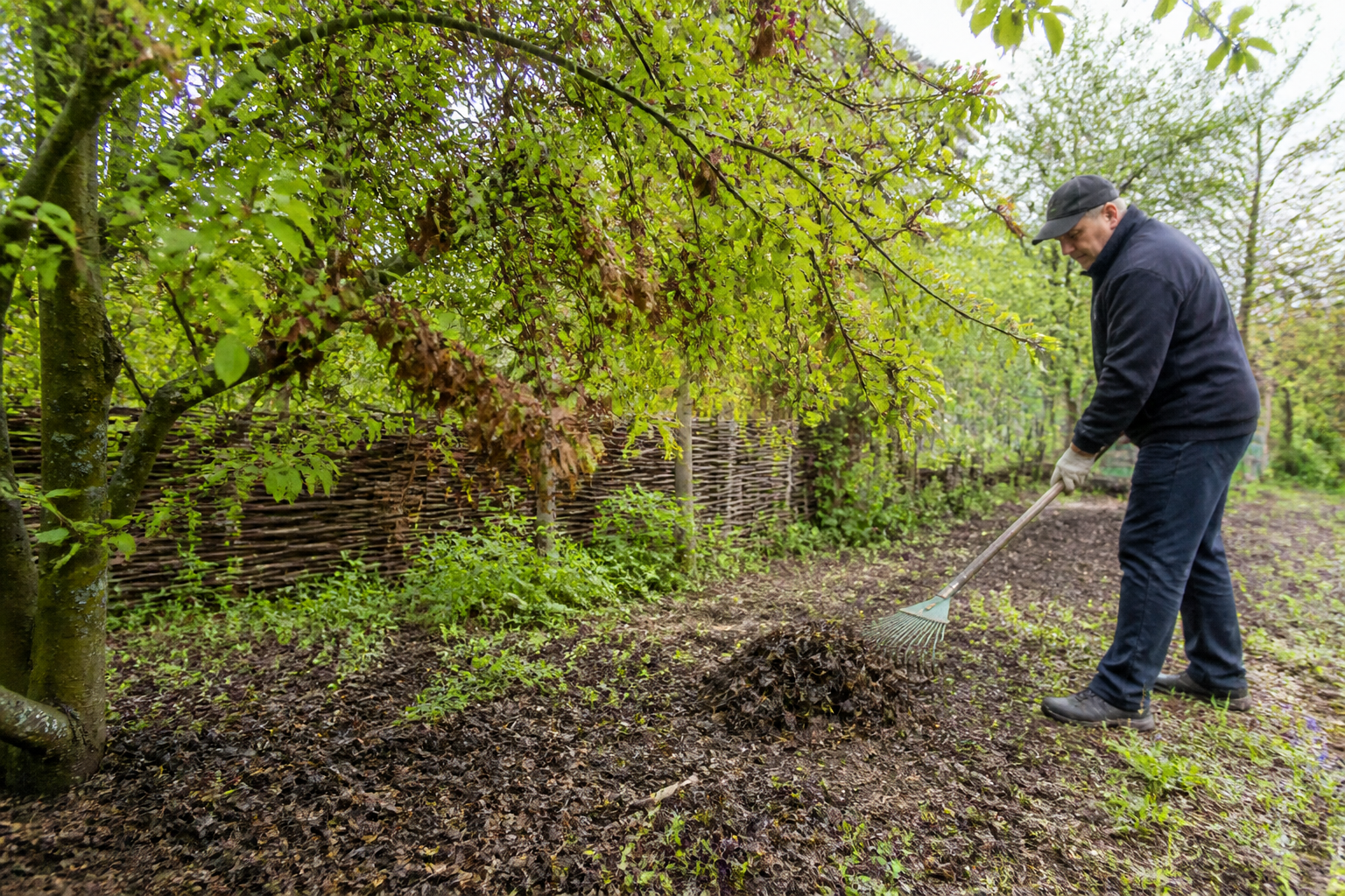 Entomosporiose: symptomen, preventie en behandeling bij bomen en heesters