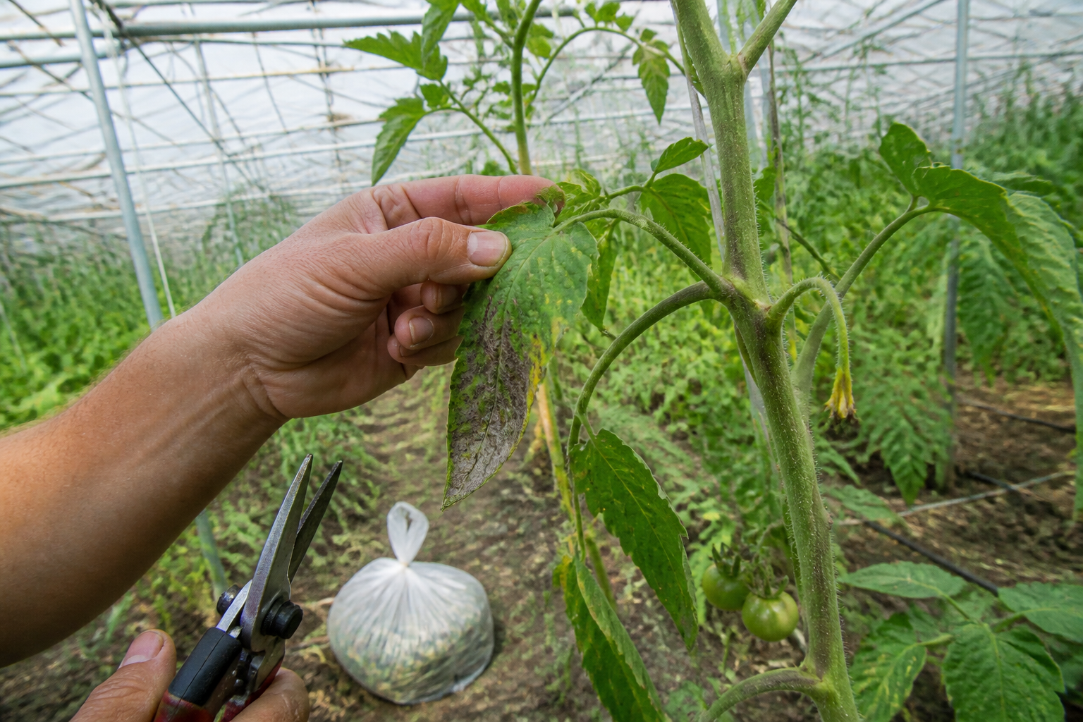 Grijze schimmel herkennen en behandelen: Botrytis op planten bestrijden