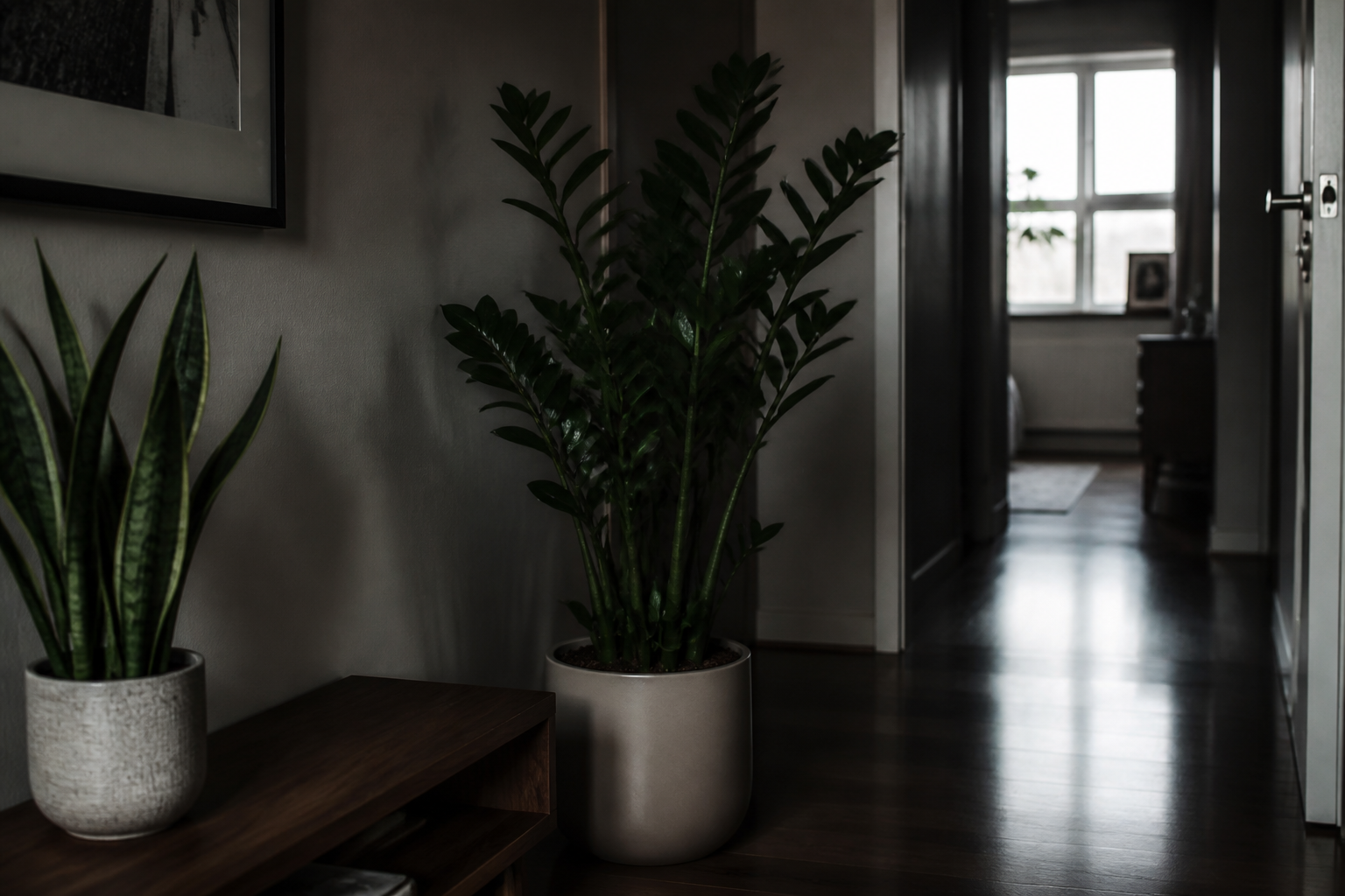 Kamerplanten voor weinig licht: welke kies je zonder fouten te maken?