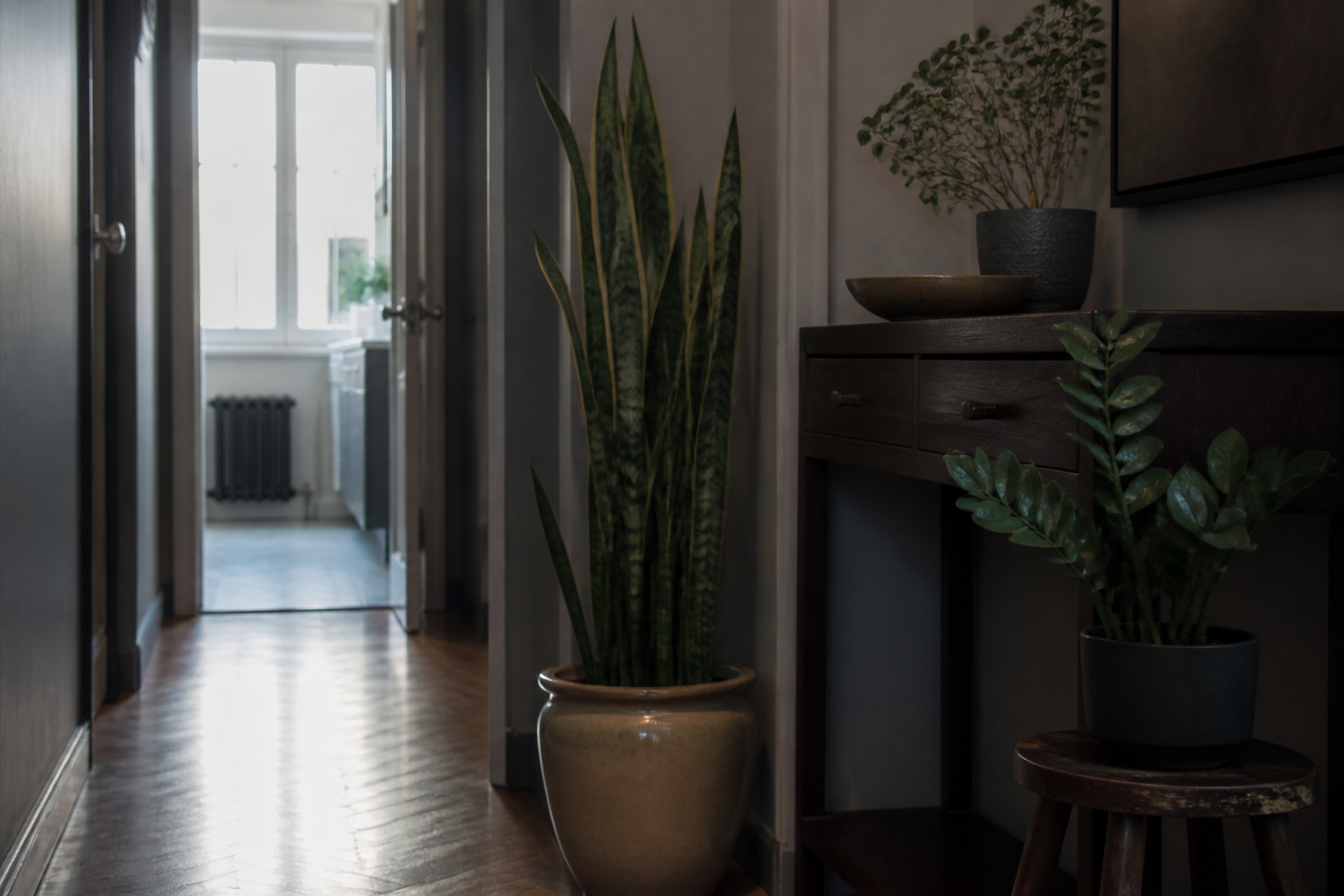 Kamerplanten voor weinig licht: welke kies je zonder fouten te maken?