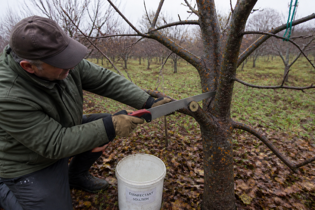 Kanker bij fruitbomen: herkennen, snoeien en de ziekte voorkomen