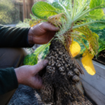 Koolziekte bij kool: symptomen, preventie en oplossingen in de moestuin
