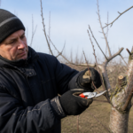 Liefhebbers van appelbomen: wanneer snoeien voor betere vruchten