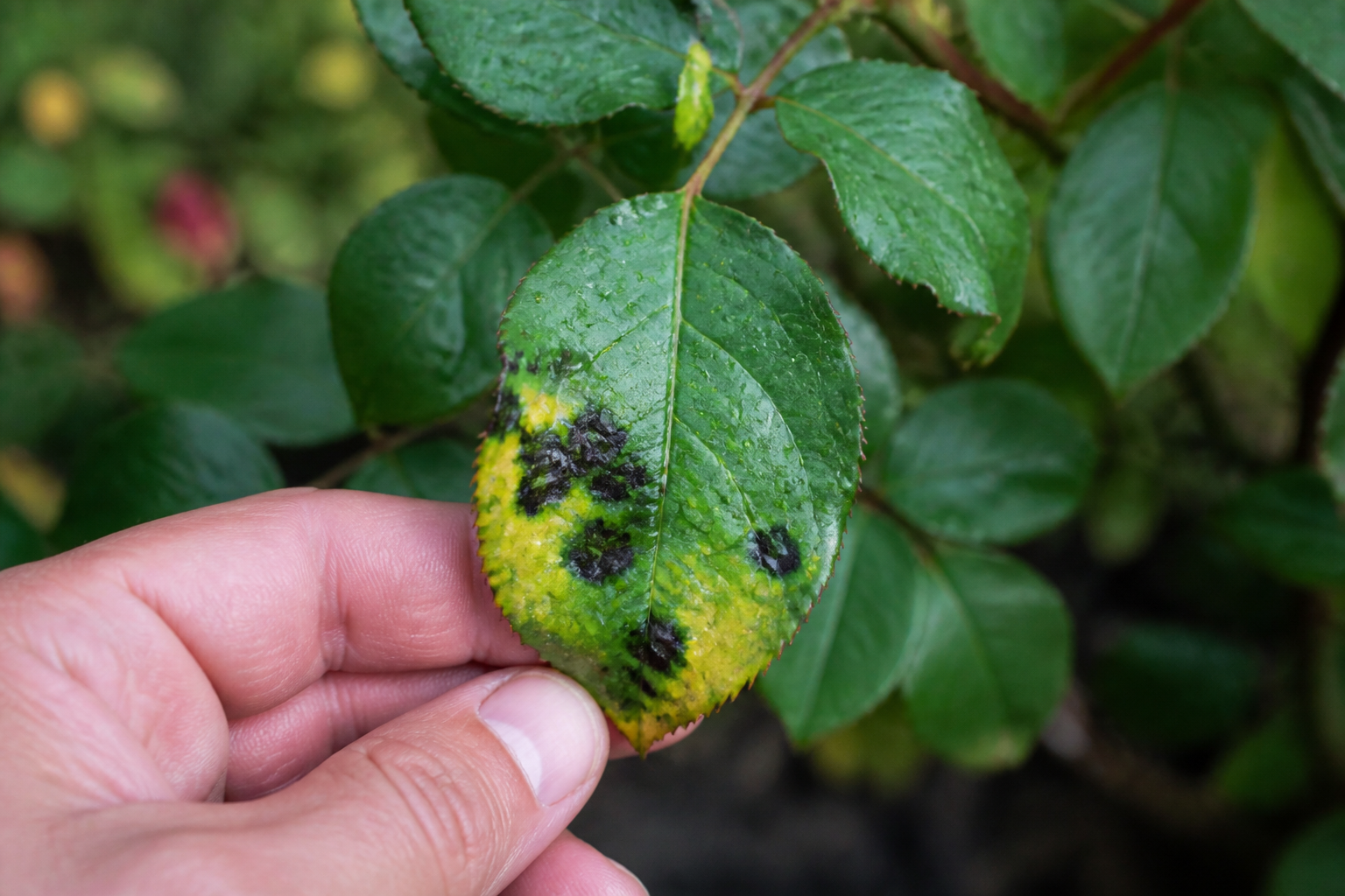 Marsonia van de rozenstruik: zwarte vlekken op bladeren herkennen en behandelen