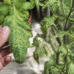 Moza&iuml;ekziekte bij planten: symptomen, oorzaken en oplossingen om de ziekte te beperken