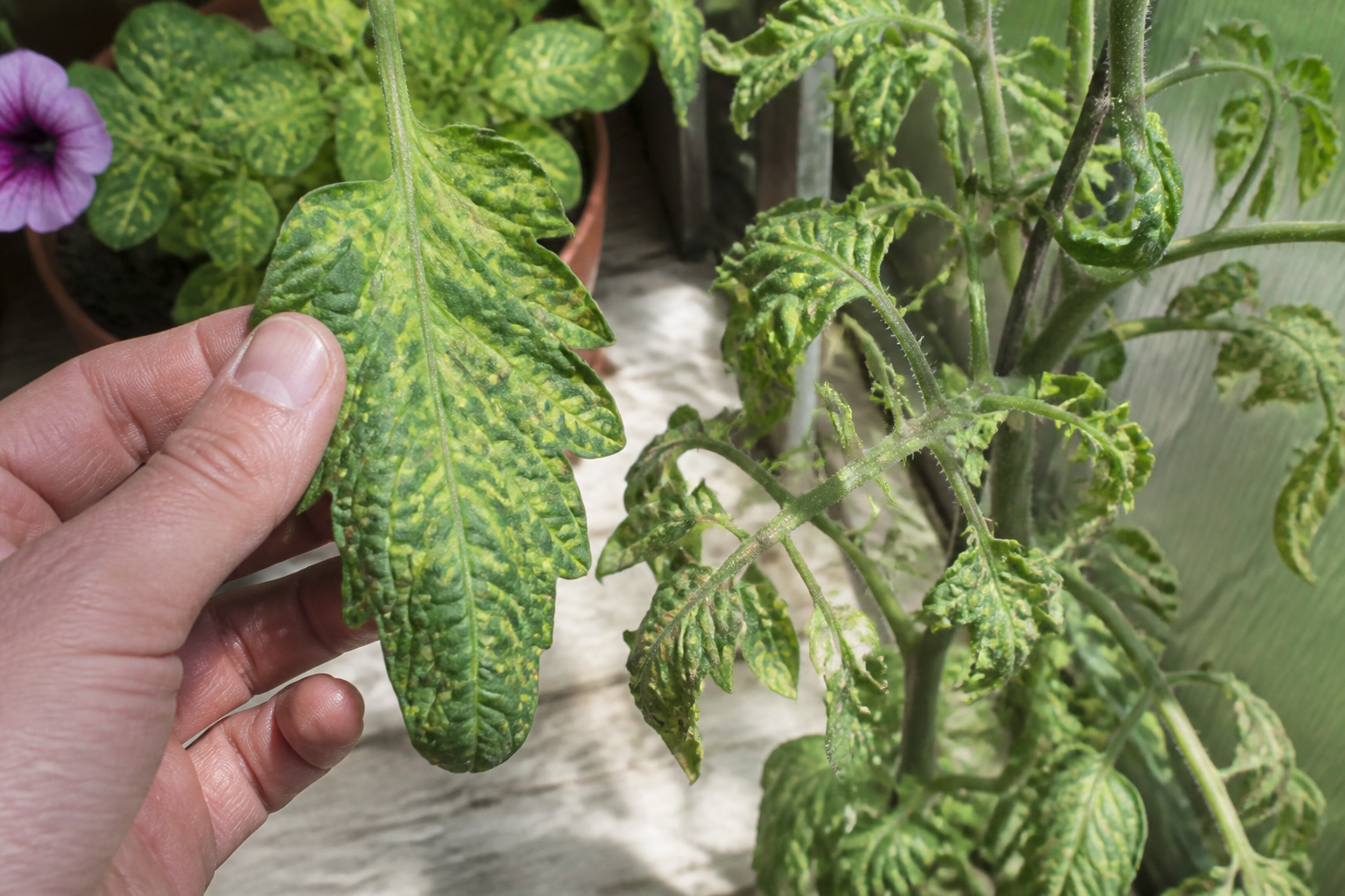 Mozaïekziekte bij planten: symptomen, oorzaken en oplossingen om de ziekte te beperken