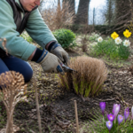 Pennisetum snoeien: wanneer de pluimen knippen voor een mooie hergroei