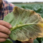 Plantenziekten door schimmel: hoe herken je koolziekte en bescherm je gewassen