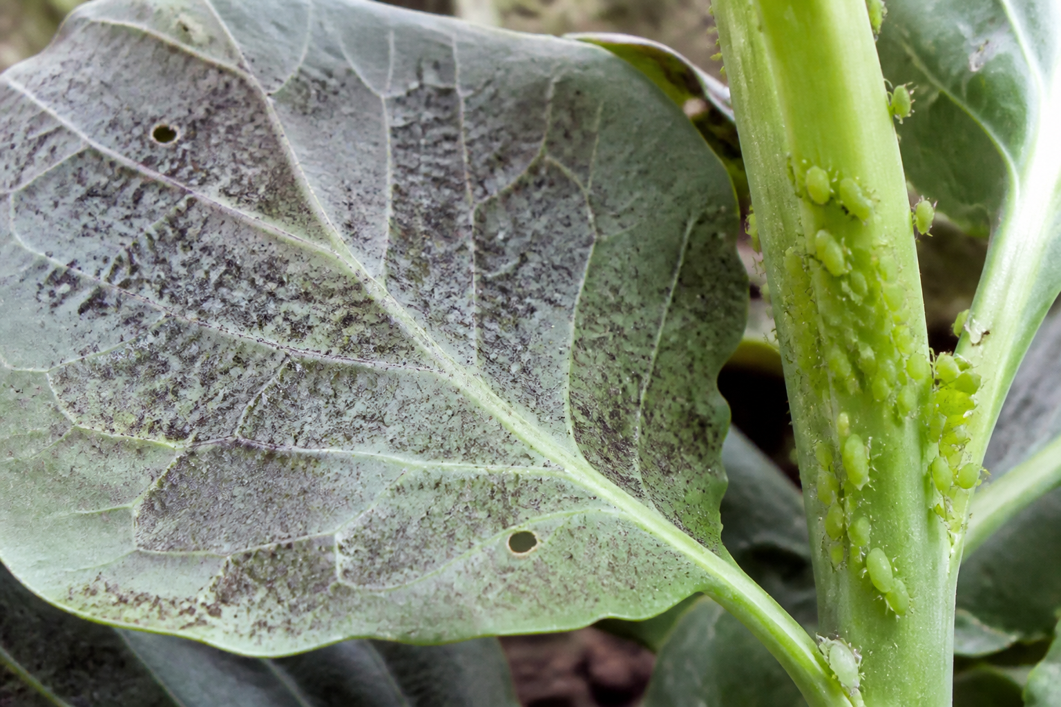 Plantenziekten door schimmel: hoe herken je koolziekte en bescherm je gewassen
