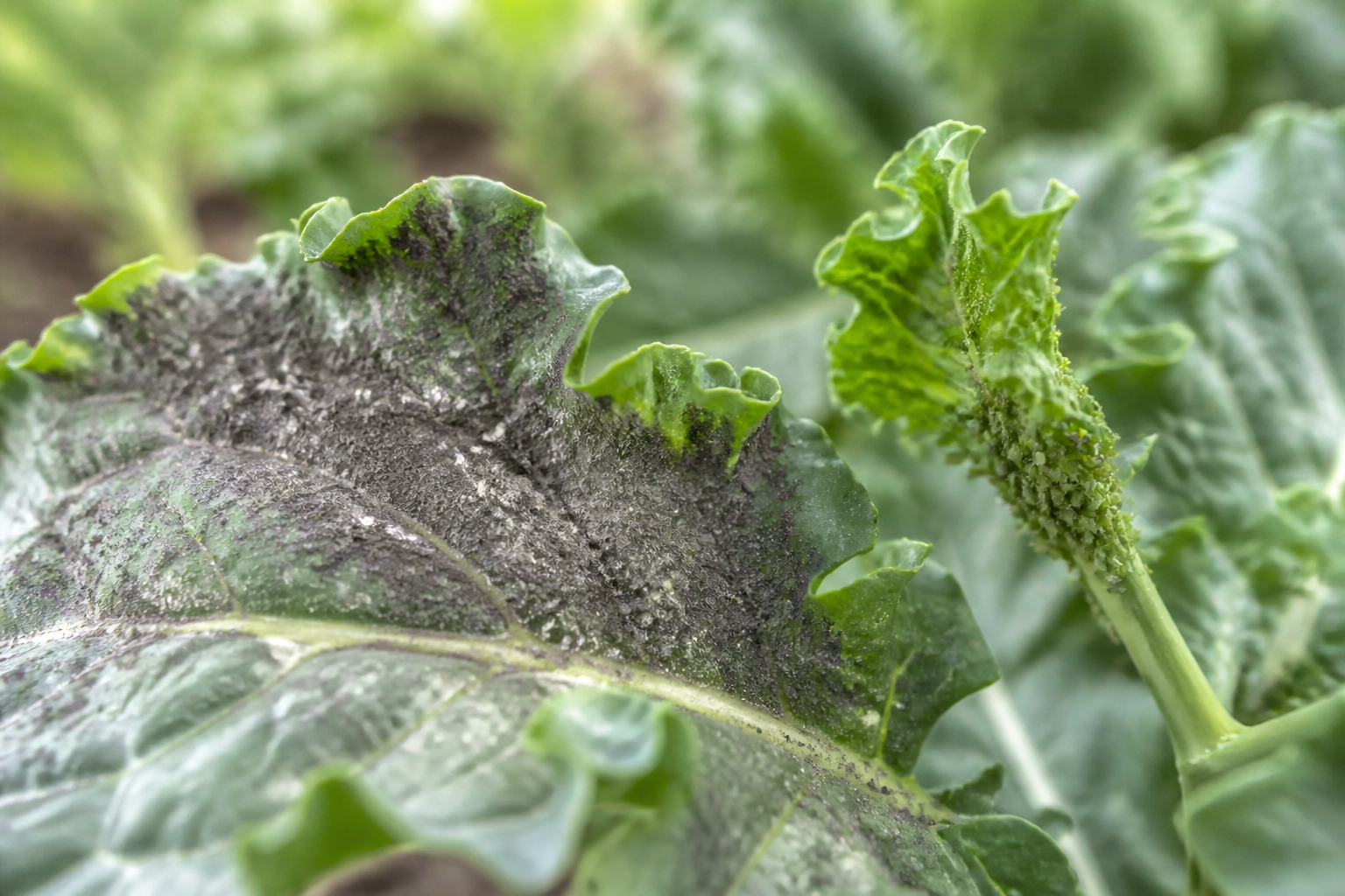 Plantenziekten door schimmel: hoe herken je koolziekte en bescherm je gewassen