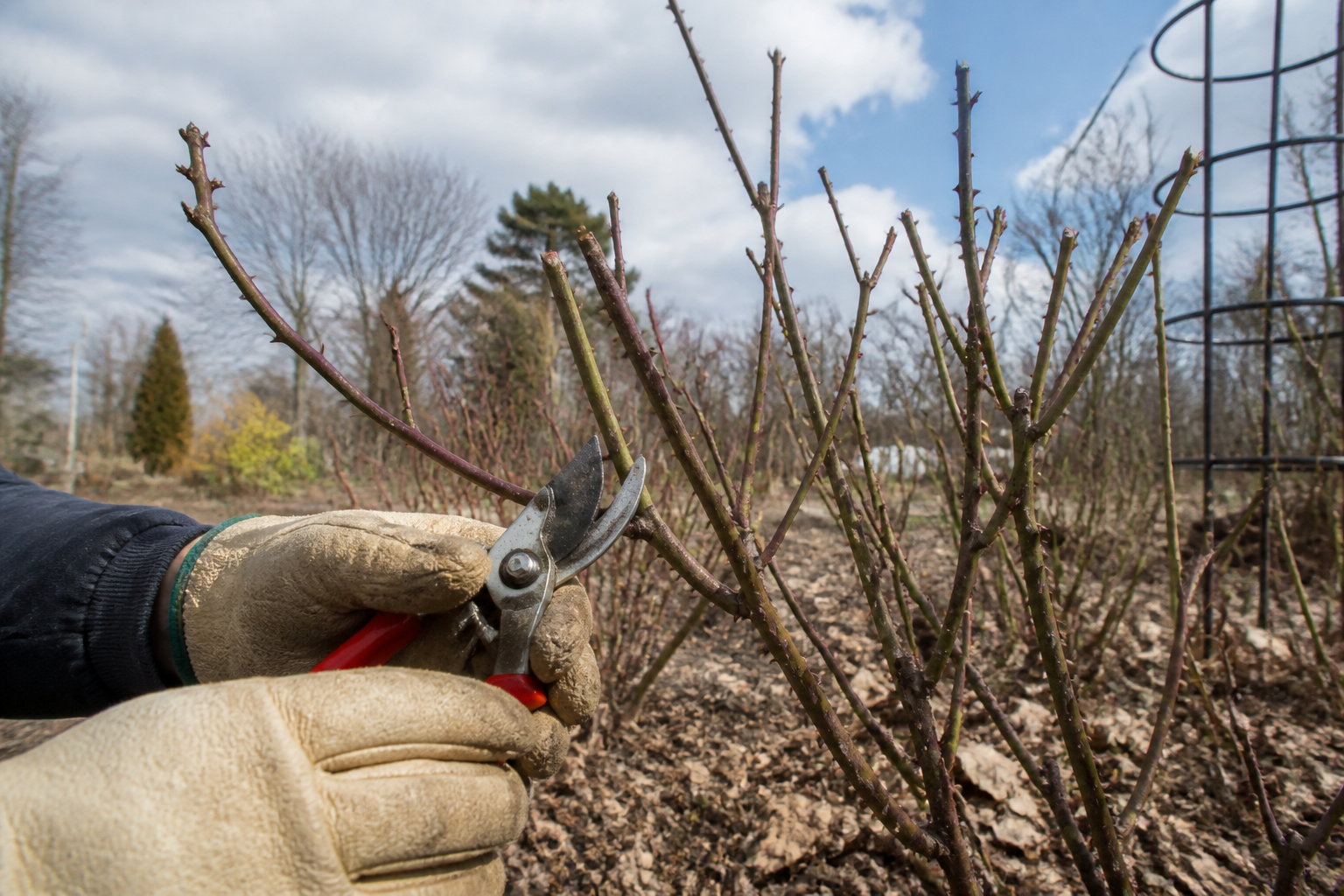 Rozen snoeien: de eenvoudige gids voor meer bloemen