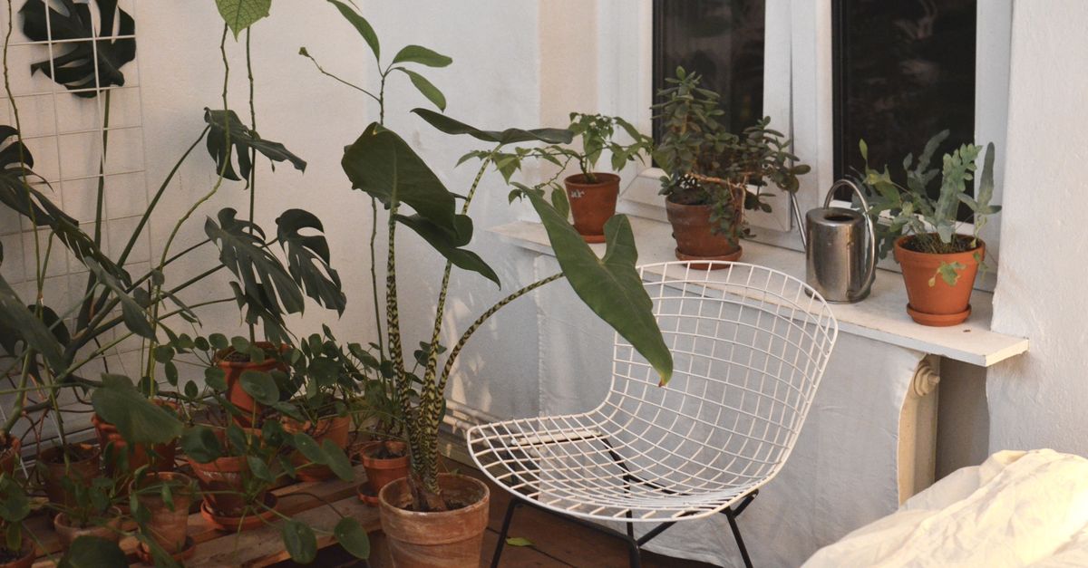 Schaduwplanten voor binnen: idee&euml;n voor donkere kamers