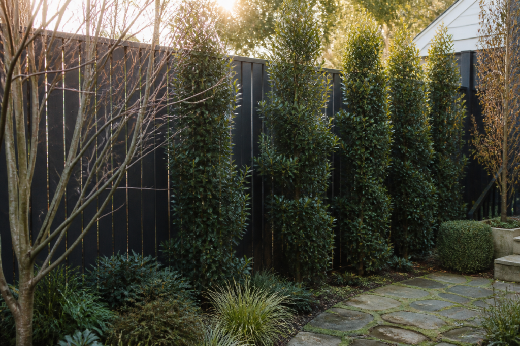 Wintergroene bomen voor een kleine tuin: privacy en groen het hele jaar door