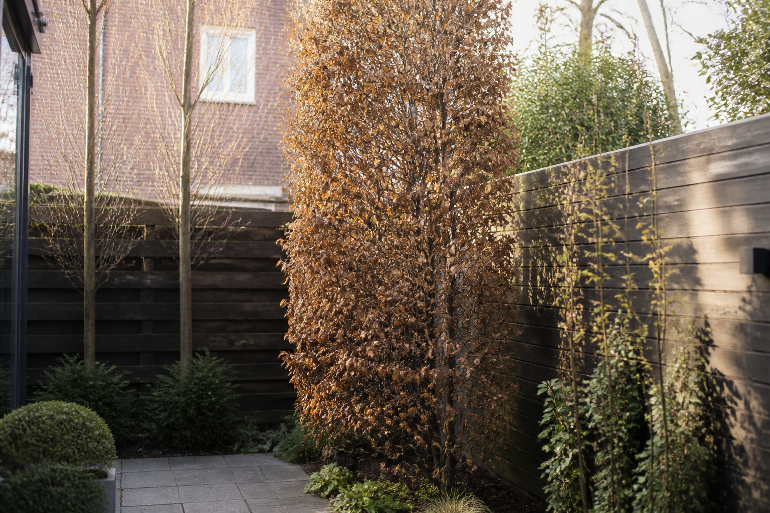 Wintergroene bomen voor een kleine tuin: privacy en groen het hele jaar door