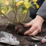 Wortelknobbelaaltjes bij planten: symptomen, oorzaken en preventie van deze bacteri&euml;le ziekte