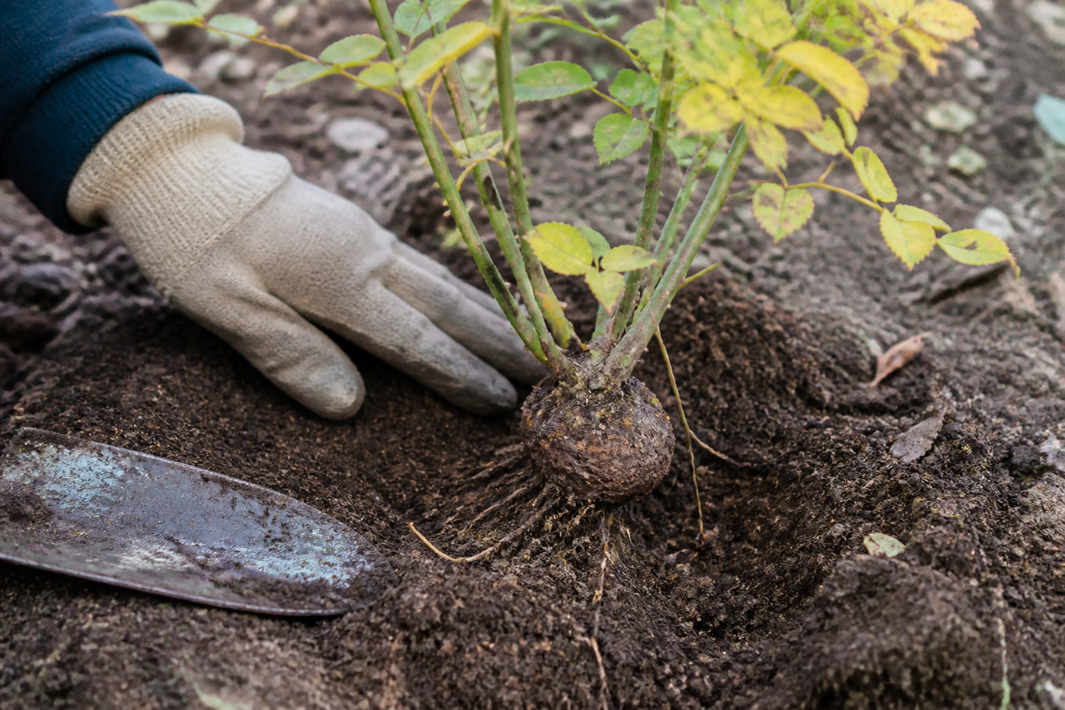 Wortelknobbelaaltjes bij planten: symptomen, oorzaken en preventie van deze bacteri&euml;le ziekte