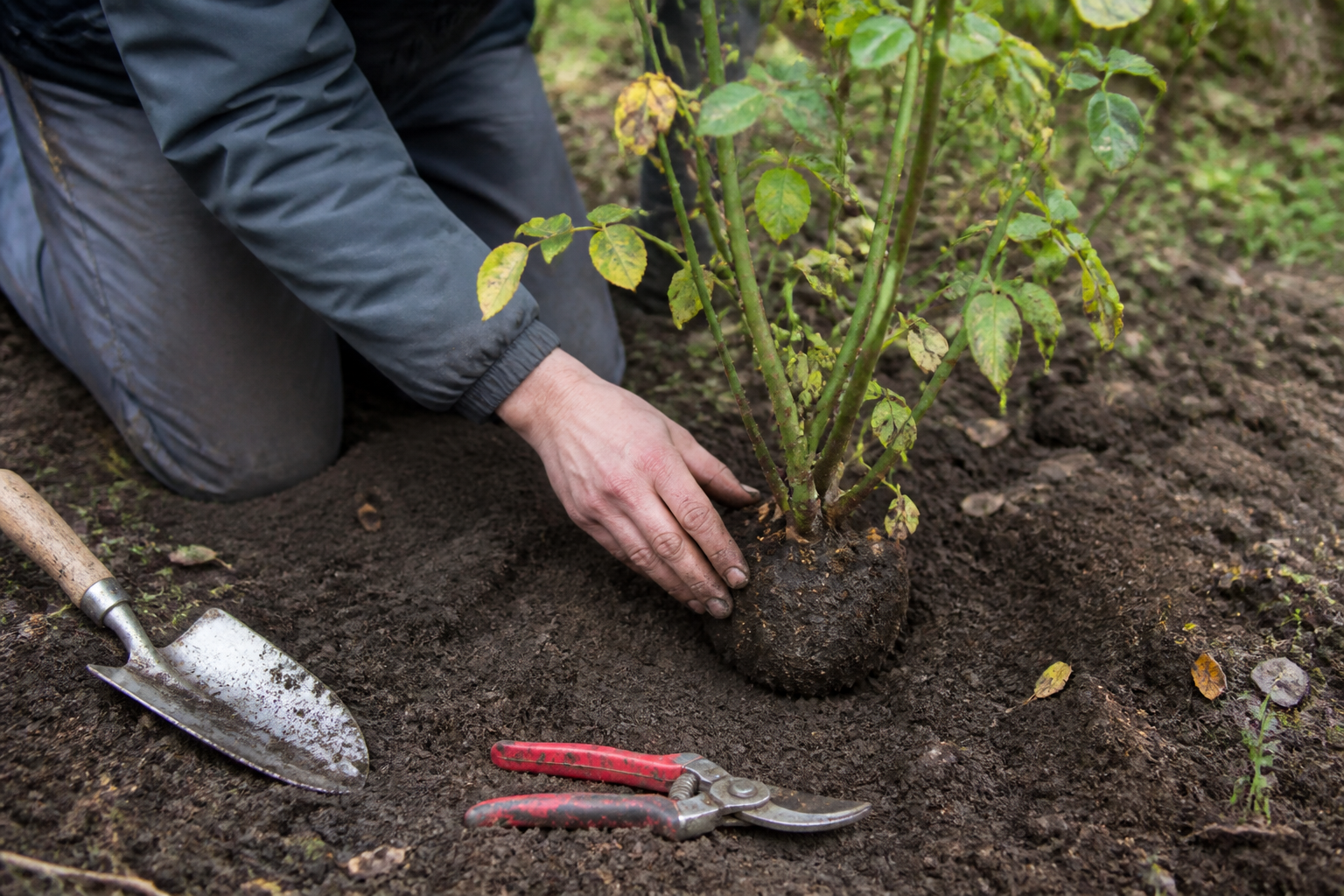 Wortelknobbelaaltjes bij planten: symptomen, oorzaken en preventie van deze bacteri&euml;le ziekte